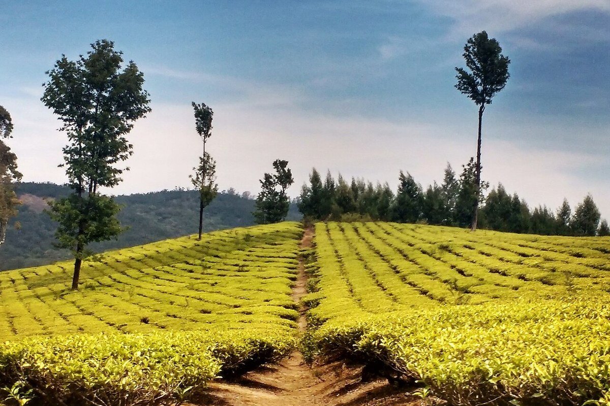 A tea garden in Ooty, Tamil Nadu.