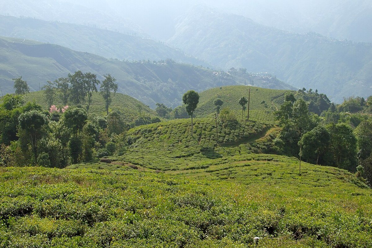Tea plantations on the hills of Darjeeling, West Bengal.